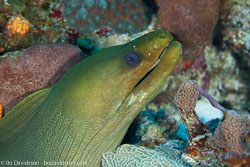 BD-101207-Playa-del-Carmen-2758-Gymnothorax-funebris.-Ranzani.-1839-[Green-moray.-Grön-muräna].jpg